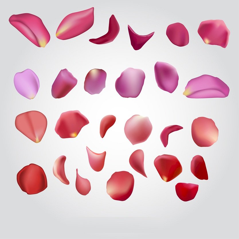 Tải cánh hoa vector, file AI, EPS, SVG, PNG miễn phí