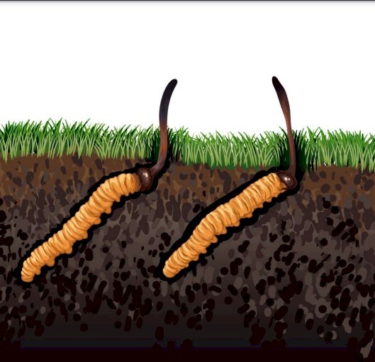 Tải đông trùng hạ thảo vector đẹp file AI, EPS, SVG, PSD, PNG miễn phí