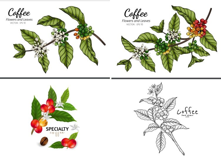 Tải hoa cà phê vector, file AI, EPS, SVG, PNG miễn phí