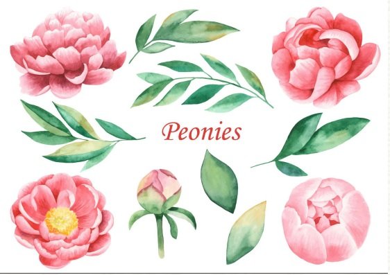 Tải hoa mẫu đơn vector, file AI, EPS, SVG, PNG miễn phí