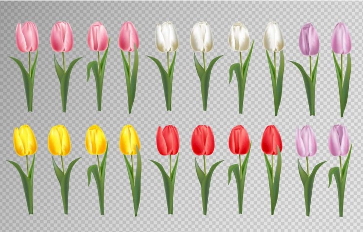 Tải hoa tulip vector, file AI, EPS, SVG, PNG miễn phí