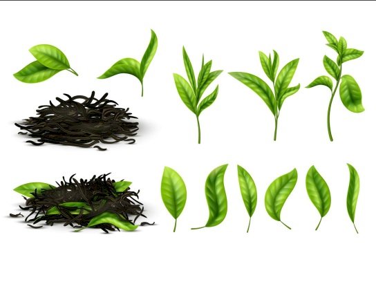 Tải lá trà vector đẹp file AI, EPS, SVG, PNG miễn phí
