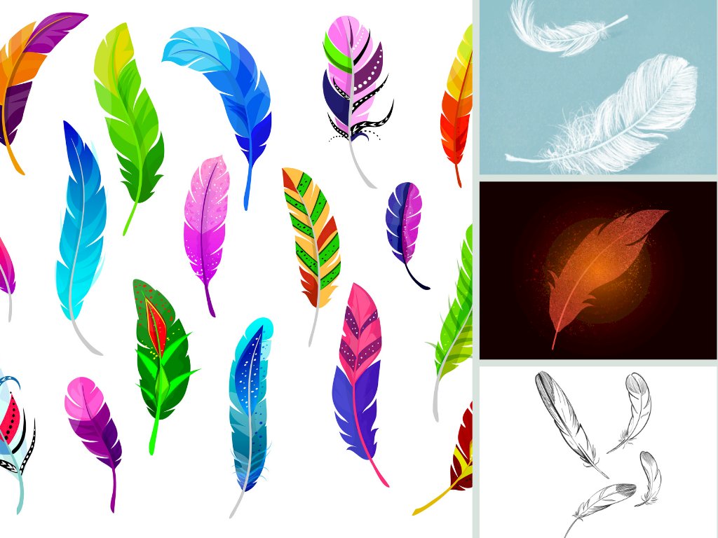 Tải mẫu lông vũ vector, file AI, EPS, SVG, PSD, JPG/JPEG miễn phí