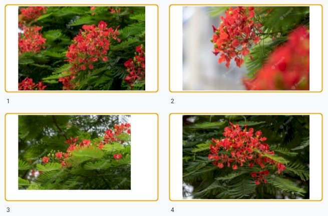 Tải mẫu background hoa phượng file vector AI, PSD, Hình ảnh JPEG chất lượng cao, đẹp miễn phí