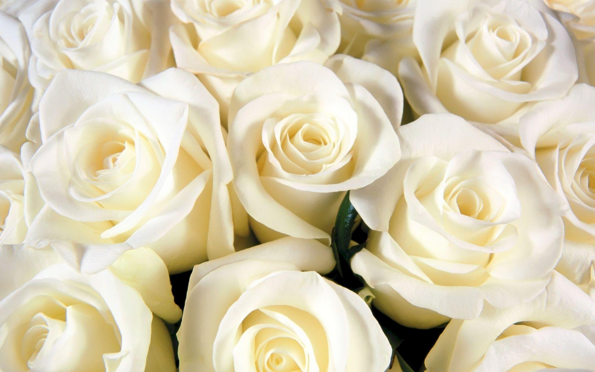 Top 101 Hình ảnh hoa hồng trắng đẹp nhất