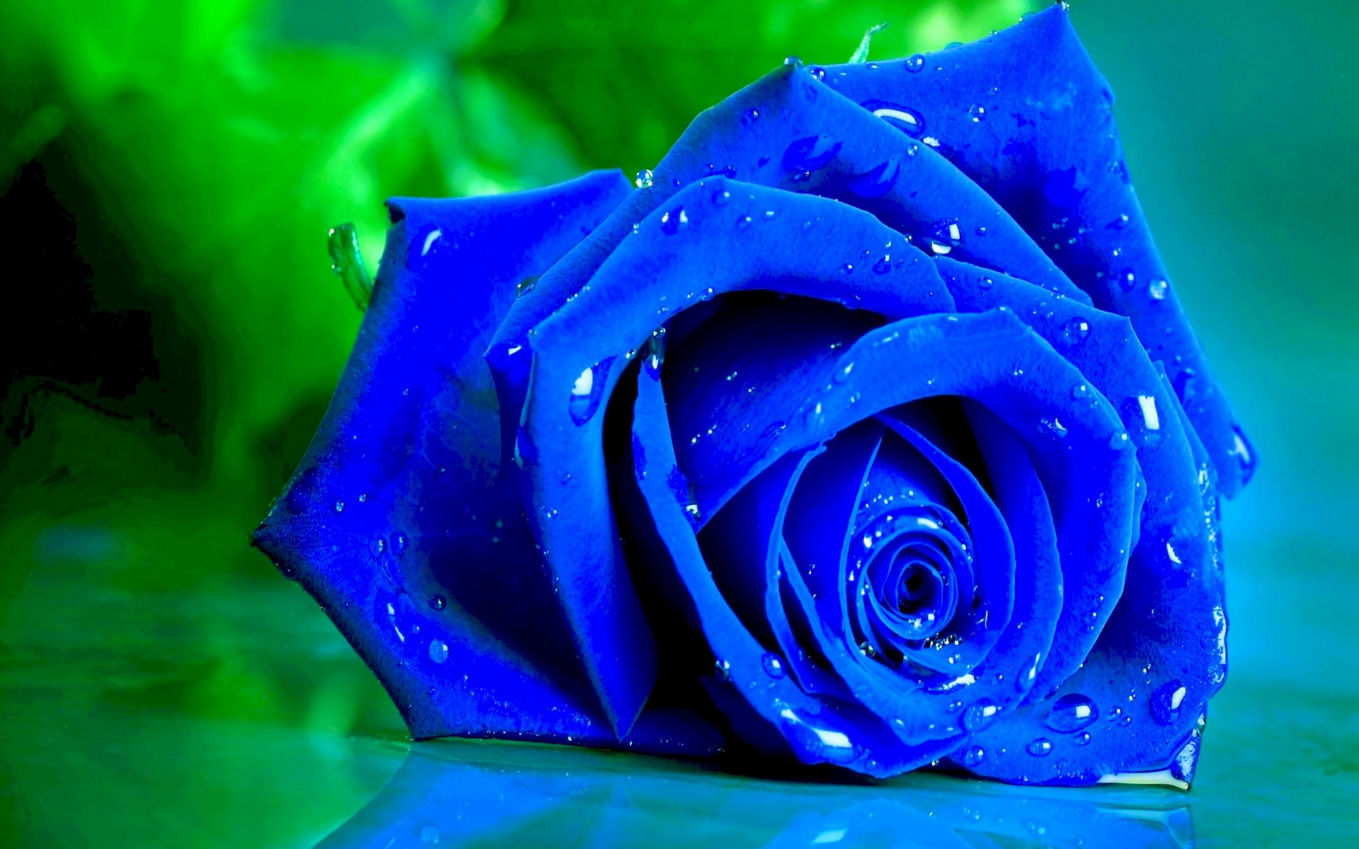 Top 75 hình nền hoa hồng xanh đẹp nhất hay nhất  thtantai2eduvn