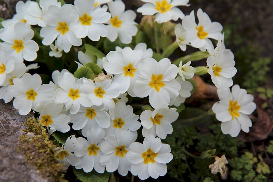 Top 101 hình ảnh hoa anh thảo trắng đẹp nhất