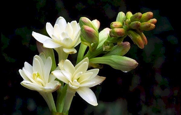 Top 101 hình ảnh hoa huệ trắng đẹp nhất