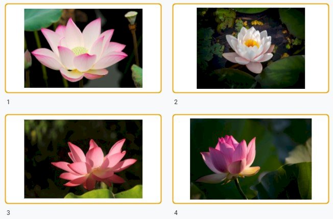 Ảnh hoa sen chất lượng cao, hình ảnh JPG/JPEG kích thước lớn