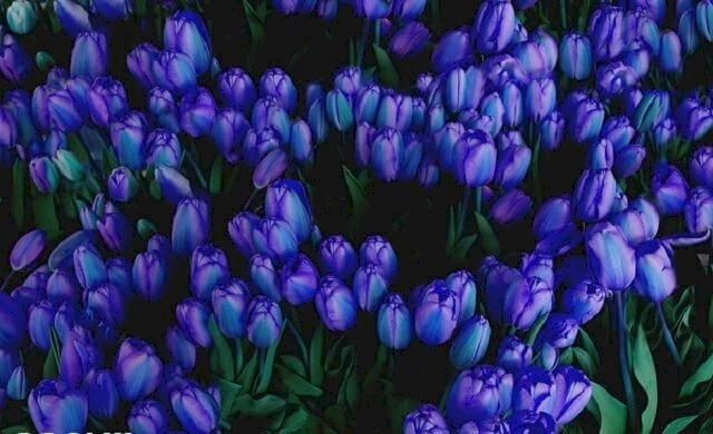 Trầm Trồ 109 Hình Ảnh Hoa Tulip Đẹp Làm Hình Nền Điện Thoại Máy Tính