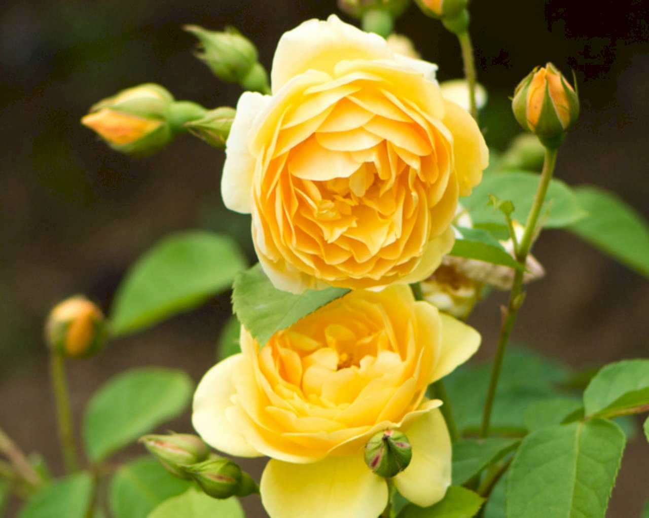 Hoa hồng vàng  Nhiếp ảnh về cái đẹp Hoa Hình nền hoa