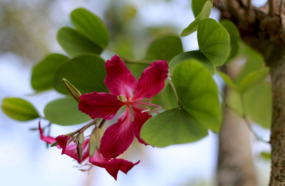 Top 101 Hình ảnh hoa ban đỏ đẹp nhất