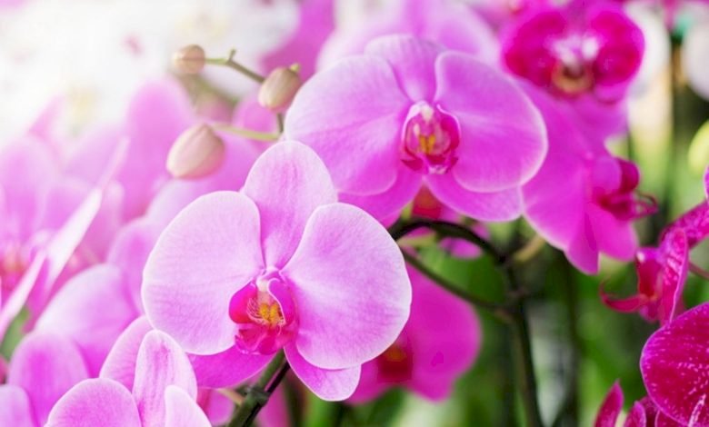 Những hình ảnh hoa Phong Lan Tím đẹp nhất