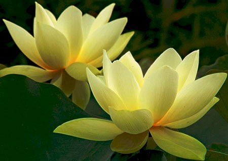 Hãy khám phá hình ảnh hoa sen vàng, đẹp như giữa chốn thần tiên. Với sắc vàng rực rỡ, hoa sen tượng trưng cho sự giàu có, phú quý và sự thịnh vượng.