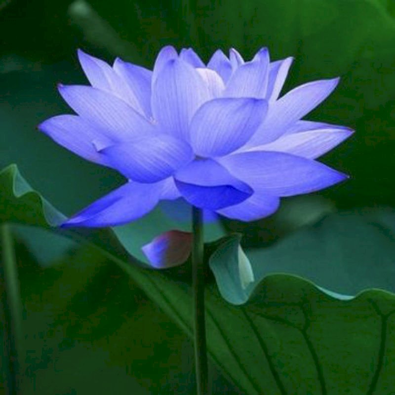 Tận hưởng không gian xanh mát và thanh tịnh với hình ảnh hoa sen xanh. Điểm nhấn xanh mát của hoa sen sẽ tạo ra cảm giác thư thái và giải tỏa cho tâm hồn bạn. 