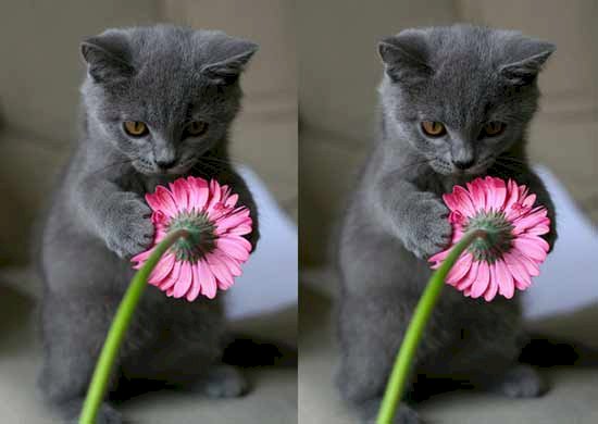 Xem ảnh mèo cầm hoa sẽ khiến bạn thích thú với khả năng tương tác của chúng. Điều này chắc chắn sẽ đem đến cho bạn những giây phút giải trí vô cùng thú vị.
