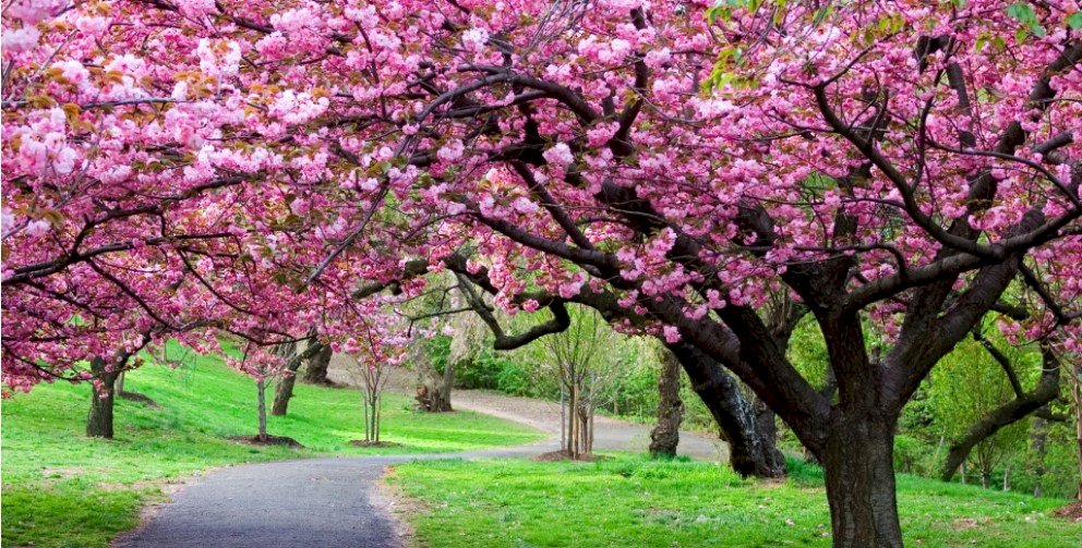 Top 101 ảnh bìa hoa anh đào đẹp nhất