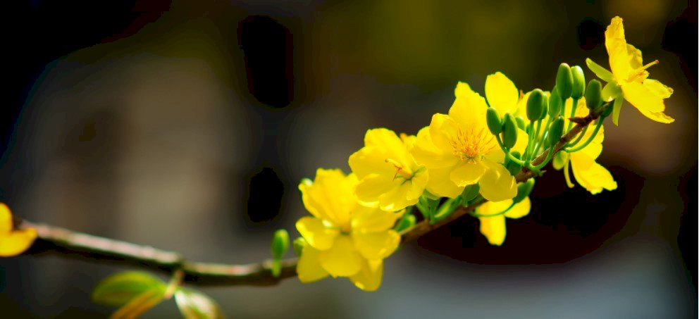 Top 101 ảnh bìa hoa mai đẹp nhất