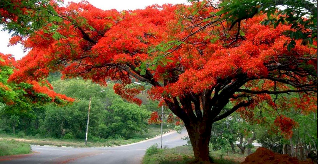 Top 101 ảnh bìa hoa phượng đẹp nhất