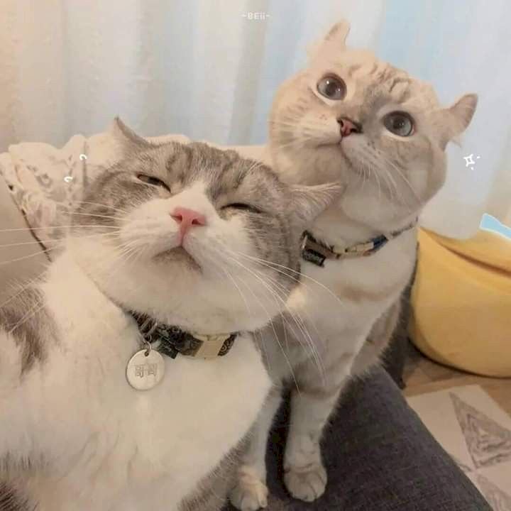 Top 101 ảnh mèo yêu nhau đẹp nhất