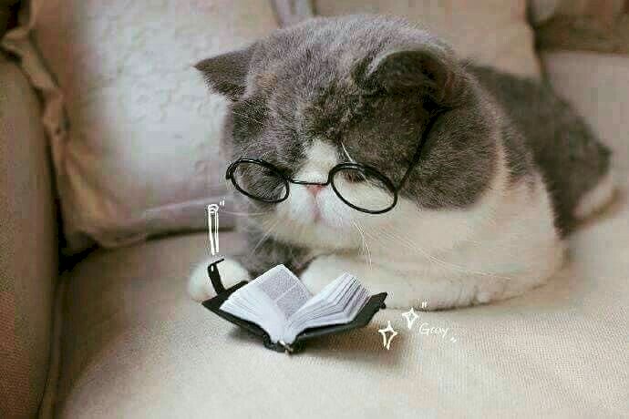 Top 101 ảnh mèo học bài đẹp nhất