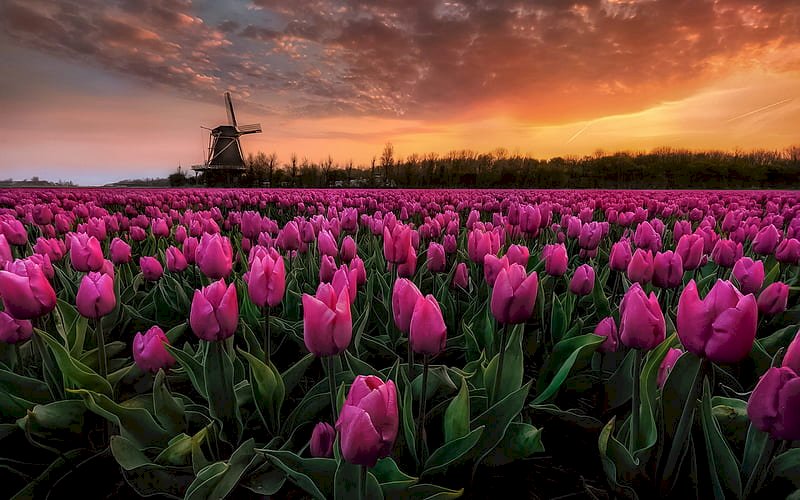 Hình nền hoa Tulip cho điện thoại tuyệt đẹp