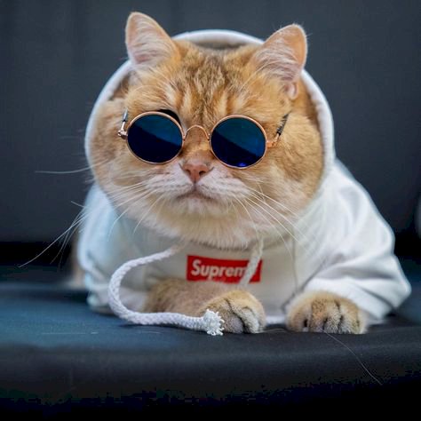 Có lúc bạn sẽ không tin vào mắt mình khi tìm thấy hình ảnh một chú mèo đeo kính đẹp như thế này. Nét thanh lịch và phong cách của chú mèo sẽ khiến bạn mê mẩn ngay lập tức!