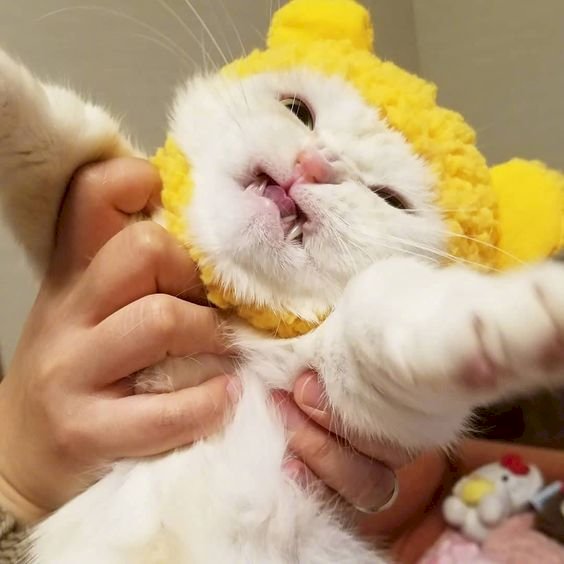 Top 101 ảnh mèo quạo đẹp nhất