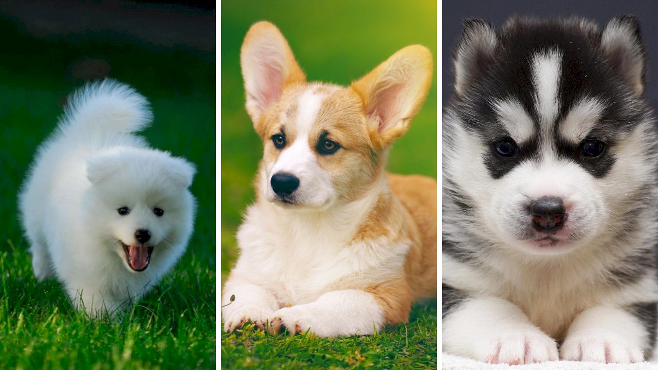 Bộ sưu tập hình ảnh chó Alaska siêu đẹp full 4K với 999 tấm hình