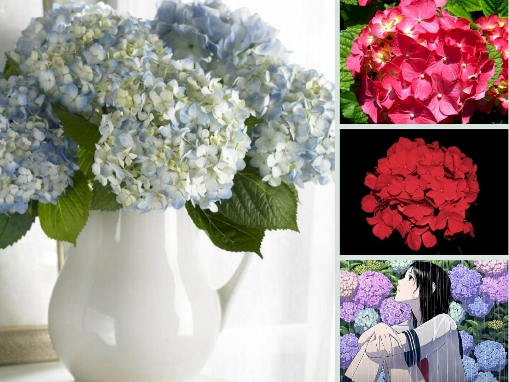 Hình nền hoa cẩm tú cầu là cách tuyệt vời để trang trí cho máy tính hoặc thiết bị điện tử của bạn. Hãy cùng khám phá những hình ảnh nền đẹp mắt của loài hoa cẩm tú cầu và lựa chọn cho mình một bức ảnh yêu thích.