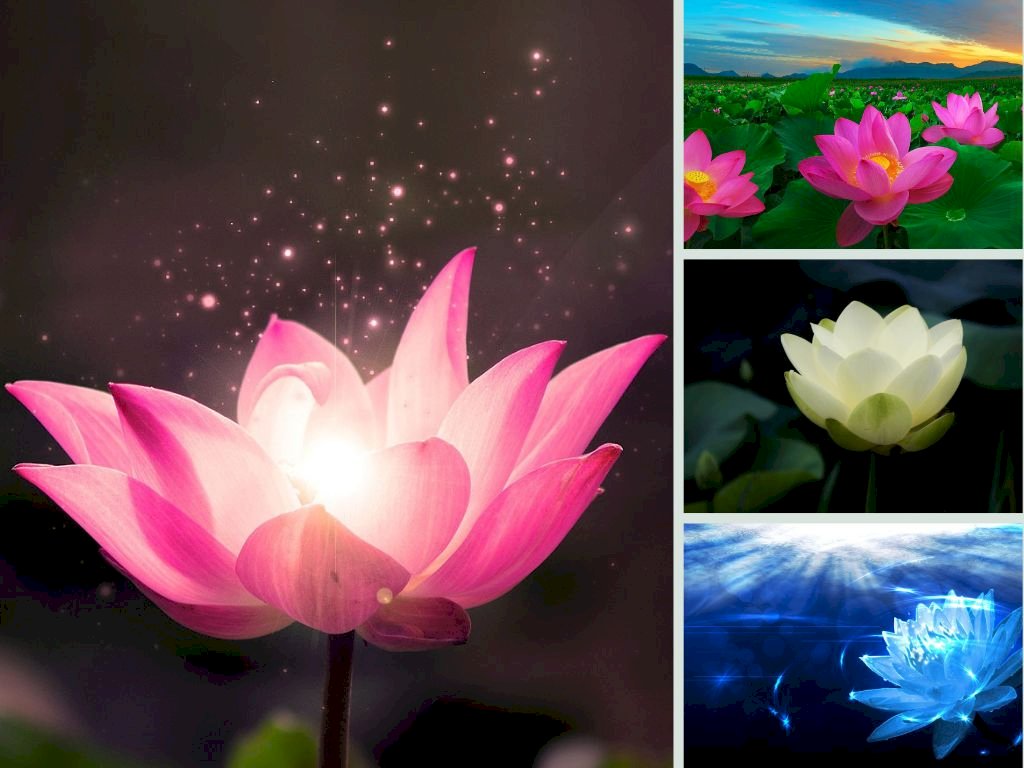 Tổng hợp hình ảnh hoa Sen đẹp nhất  Địa điểm du lịch miền Tây  Hoa sen Hình  ảnh Hình