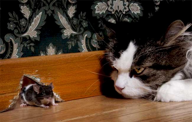 Mèo đuổi chuột là một hình ảnh quen thuộc và đầy tính hài hước. Đôi khi, chúng ta thấy một chú mèo đang tập trung chạy theo một con chuột và cố gắng bắt nó. Hãy xem hình ảnh liên quan đến từ khóa này để có những tràng cười thoải mái.
