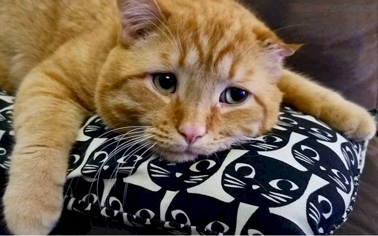 Top 101 ảnh mèo buồn đẹp nhất