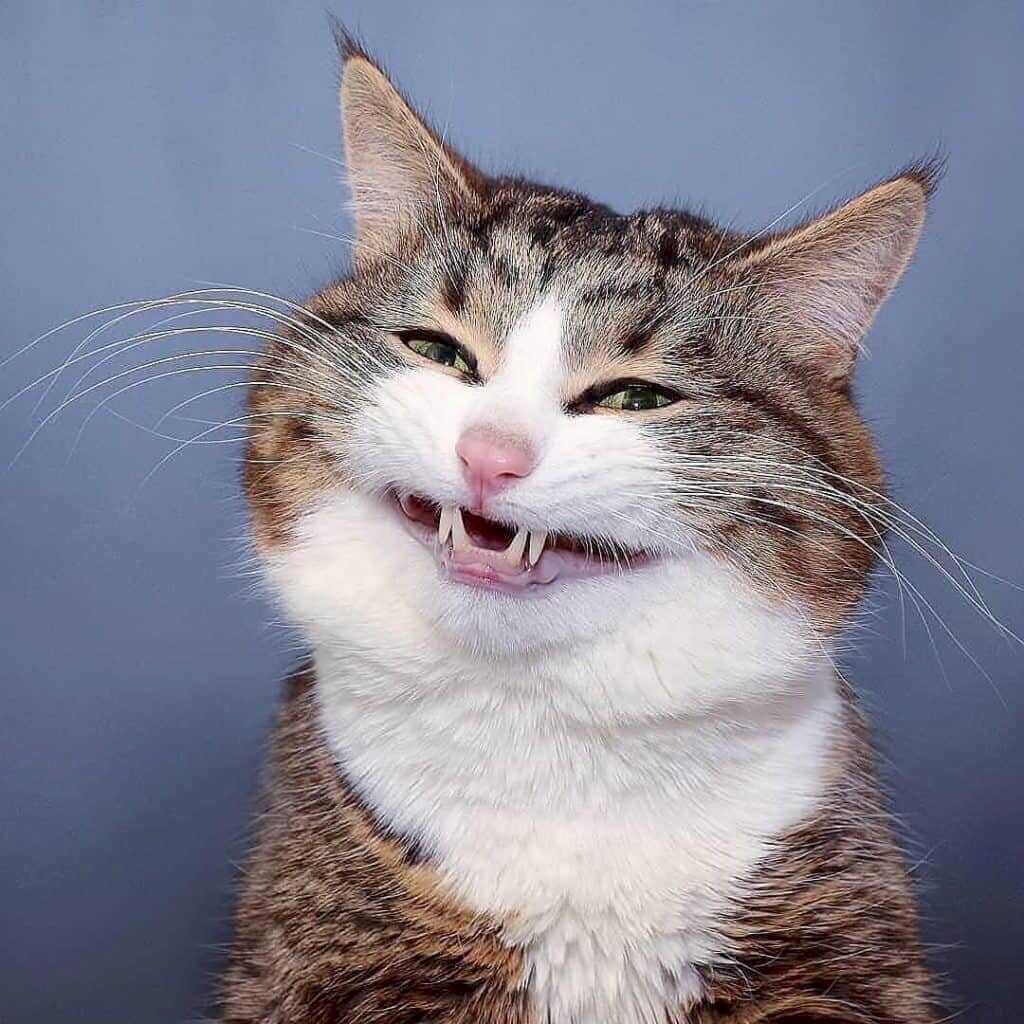 Top 101 ảnh mèo cười đểu đẹp nhất