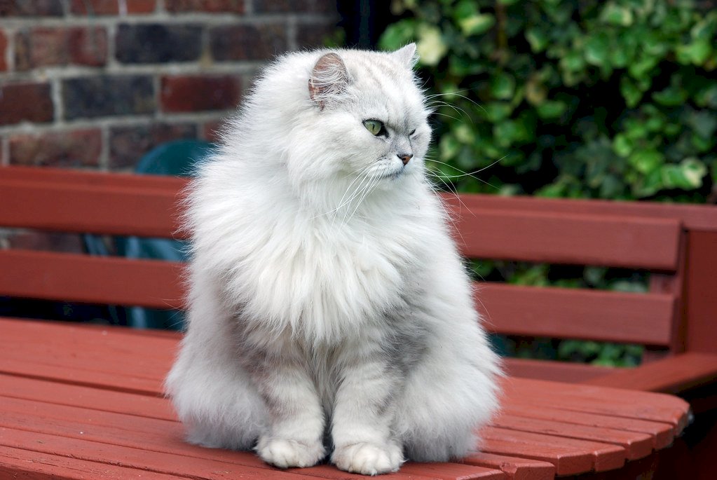 Top 101 hình ảnh mèo anh lông dài đẹp nhất