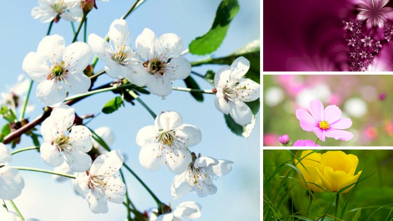 19 Hình ảnh hoa màu tím đẹp làm hình nền đẹp - Hình Ảnh Đẹp HD
