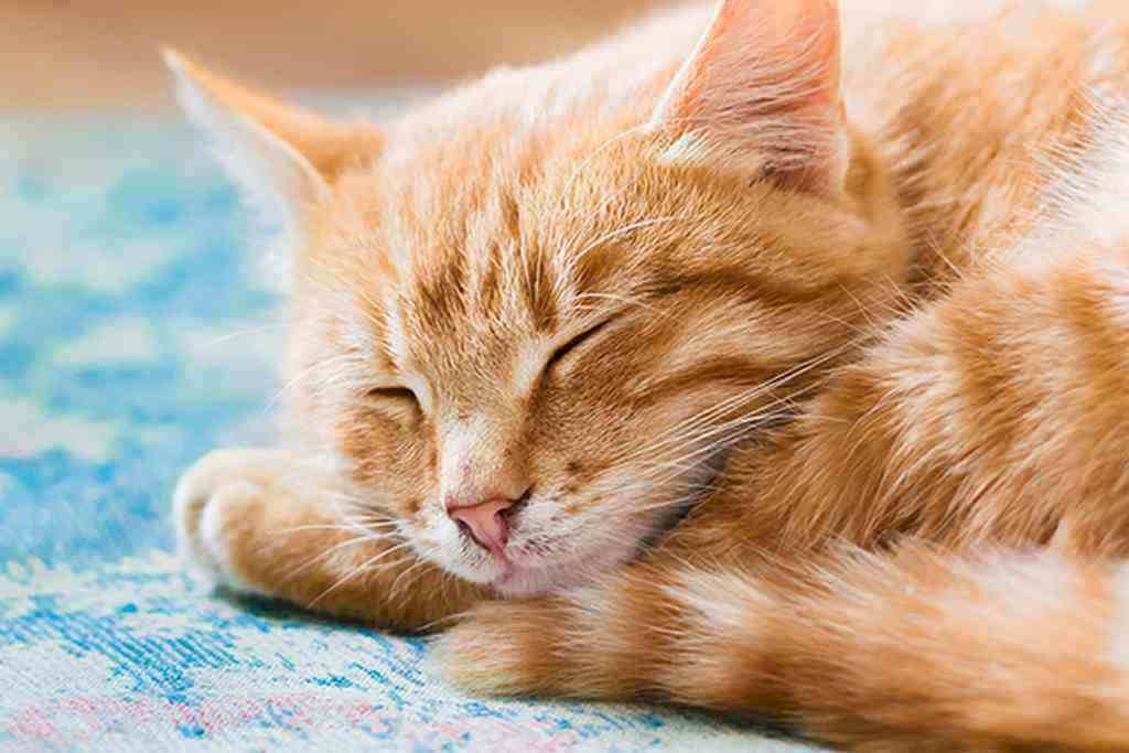 Tổng hợp đầy đủ ảnh mèo vàng cute nhất của Internet