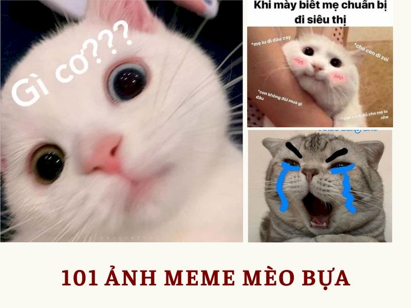 Top 101 ảnh meme mèo bựa hài hước, cute tải xuống miễn phí