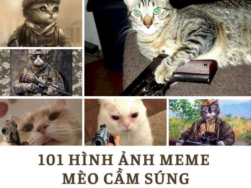 Tổng hợp 99+ hình ảnh meme mèo vô tri, đáng yêu và hài hước - Genii