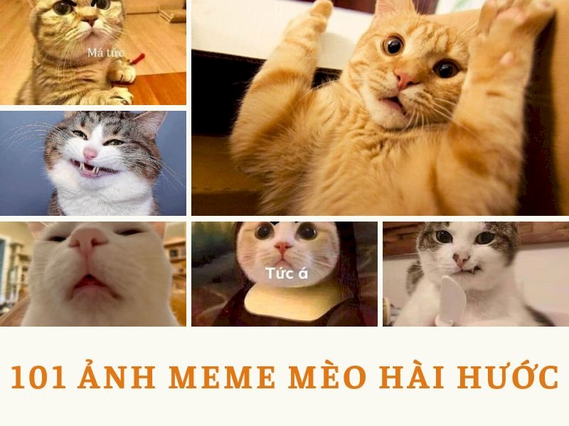 101 ảnh meme mèo hài hước dễ thương, chất lượng cao, tải miễn phí