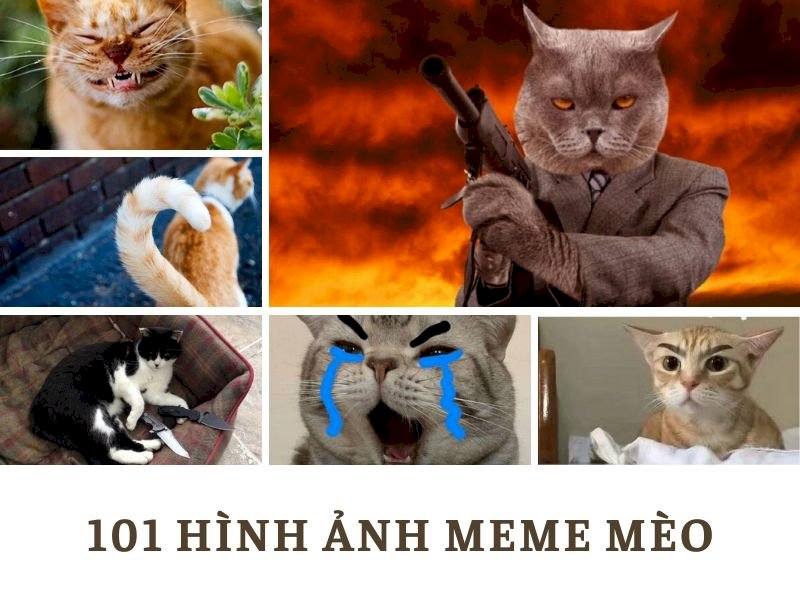 Top 101 hình meme mèo dễ thương, hài hước nhất