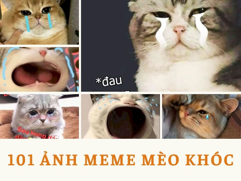 101 Ảnh Meme Mèo Cute Bựa Troll Cười Ra Nước Mắt Trường THPT Kiến Thụy