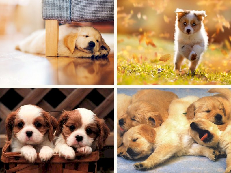 14 hình ảnh dễ thương nhất về những chú cún con