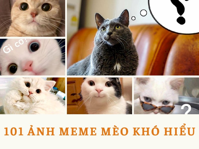 101 ảnh meme mèo khó hiểu hài hước dễ thương, chất lượng cao, tải miễn phí