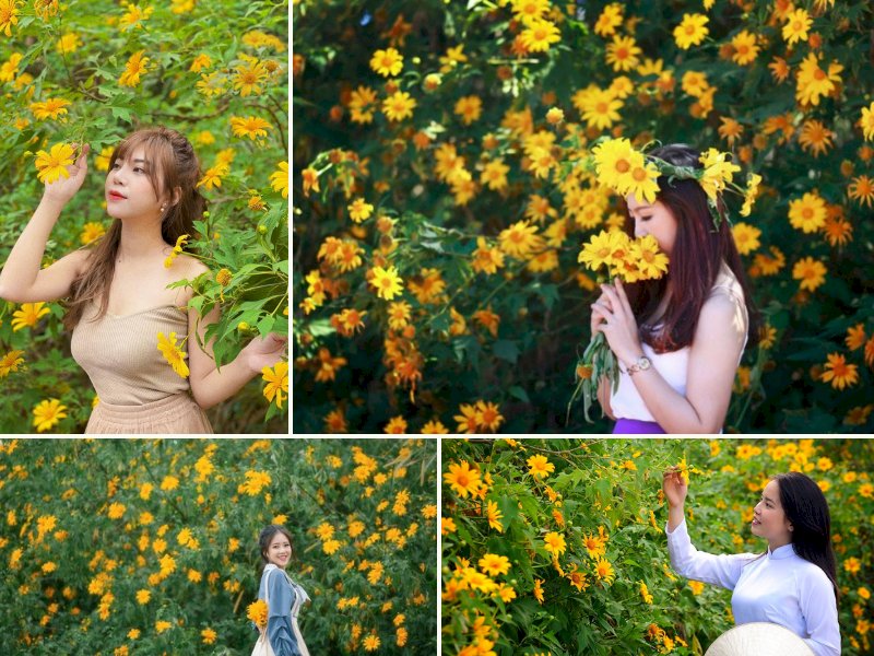 101 cách tạo dáng chụp ảnh với hoa dã quỳ đẹp