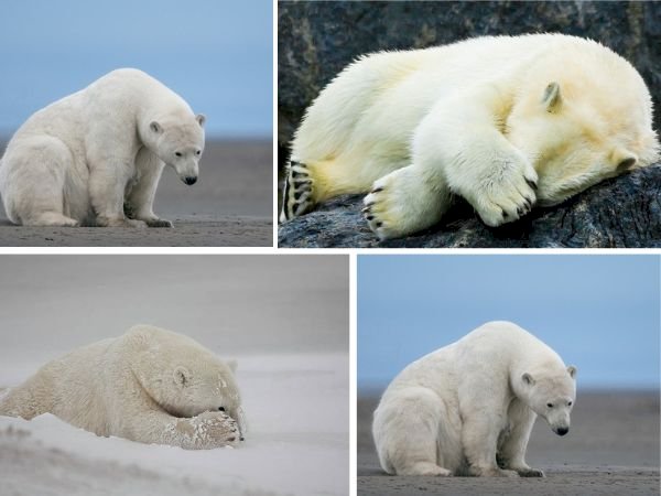 101 ảnh gấu trắng buồn, chất lượng cao, tải miễn phí