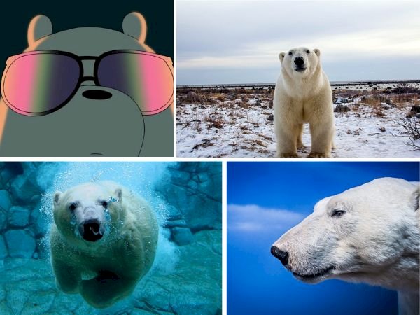 101 ảnh gấu trắng ngầu đẹp nhất, chất lượng cao, tải miễn phí