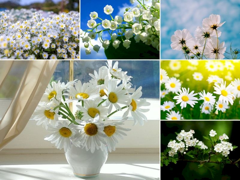 101 beste weiße Blumenbilder, kostenloser Download