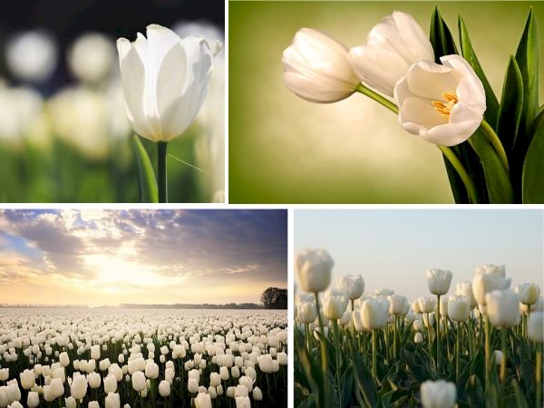 101 hình ảnh hoa tulip trắng đẹp chất lượng cao download miễn phí