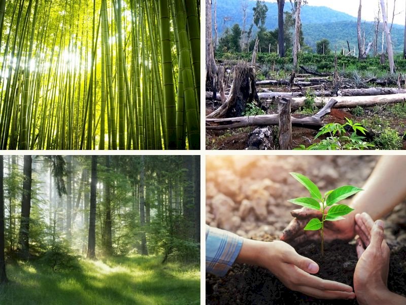 101 Hình ảnh rừng cây đẹp nhất, tải miễn phí